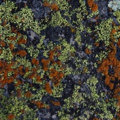 Noel (versión beta instrumental)