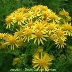 Ragwort mp3
