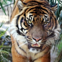 Welcome 2 The Jungle (EPIC/Movie Track 2) (Prod. By Amantana Beatz)