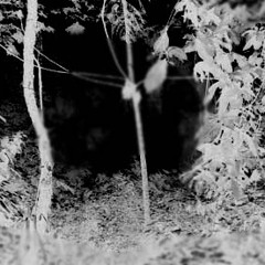 ADubForest - Tribute to The Cure A Forest Cover