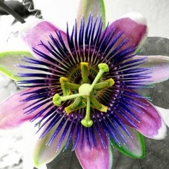Passionflower (Jon Gomm Cover/Rendition)