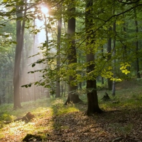 Beyond the Cedar Hills