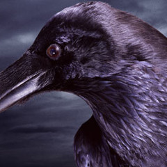 Hydrangeas - The Black Black Things - Restless Natives Studio