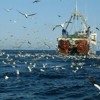 Seagulls