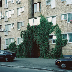 Ivy