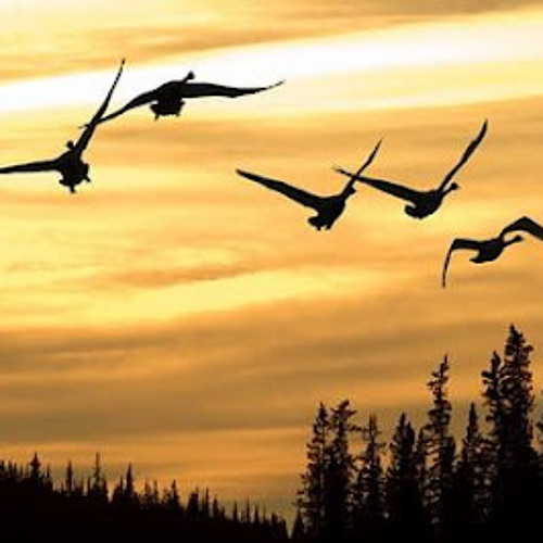 Feelin'Fly relaxing instrumental