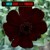 Artwork for Nmesh - Stark Black Pomiscus (2009)