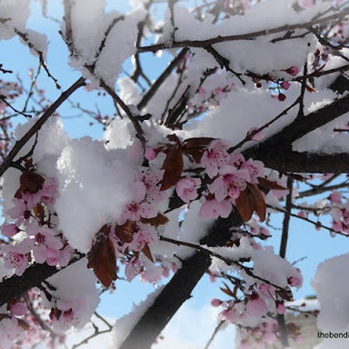 String Quartet 2 'For Spring and New Life': 3