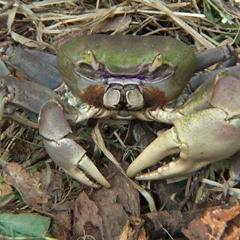 Jomimi Matete a krab