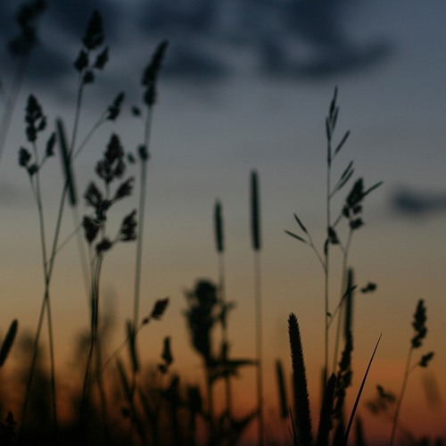 [gterma008] : Mathias Grassow - Nightfall