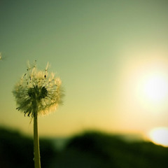 In The Wind