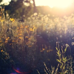 Beyond The Fields (Remix)