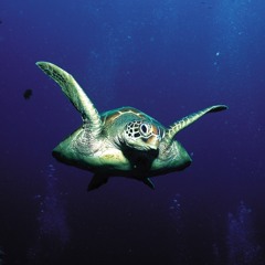 Mount Stealth - Tortuga (mix version)