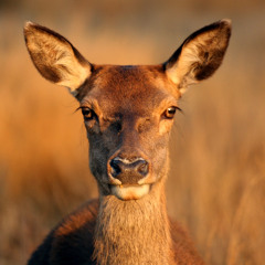 uproarious calmness  (moonbooter enjoys spring mix)