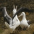 Artwork for Southern Royal Albatrosses on Campbell Island, NZ