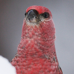 Pine Grosbeak