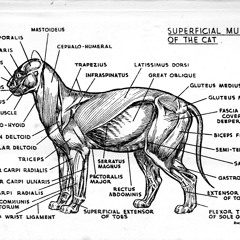 █ █ Fave Muslim █ █ Where Dogs Go To Highfive III