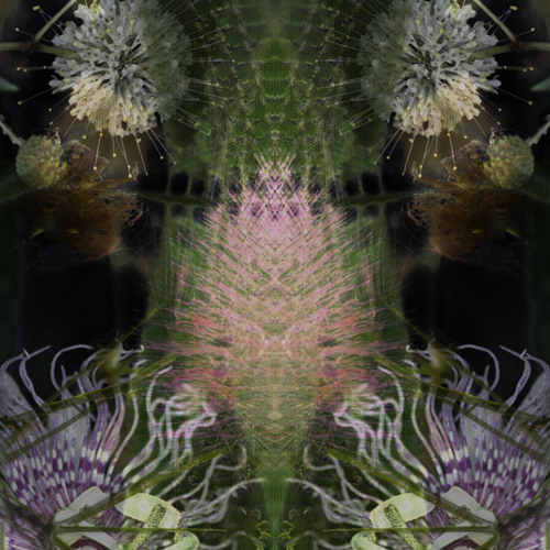 The Mushroom Ball (just for frills)