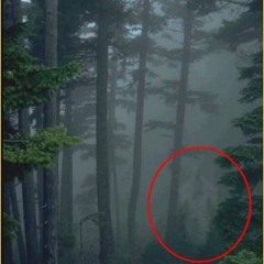 Friends Of Evening Travel