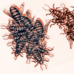 Midnightparade:kitten