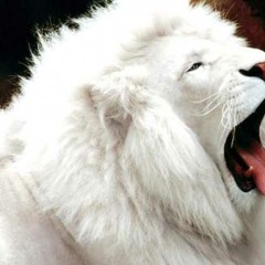 ANIMAL FEAT HYPNAUTIC AND JOHNY ROCKETZ (PROD BY DJ BRIAN HOWE)