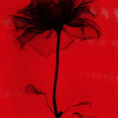 Back to Black by Amy Winehouse Ukulele Cover