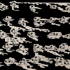 Champaigne Super Nova - Oasis