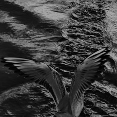 Tragedy of Commons I