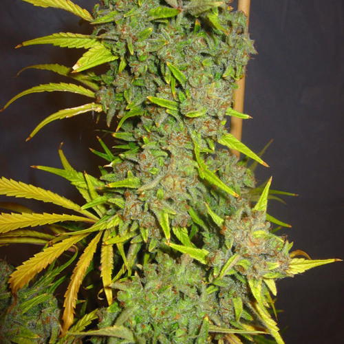 Stream TrainWreck(Instrumental) by RythMattik the Squad Listen