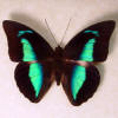 AliceDeejay - Better Off Alone (NeonMoth MoombahToStep Remix)