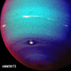 Ammonite - Neptunia