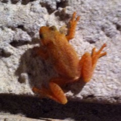 The death of mp3.com at Canada