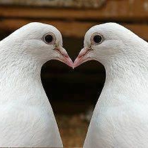 الصحوه هل الحلقه