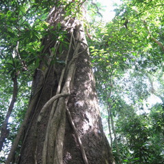 Bugs in Costa Rican Rain Forest