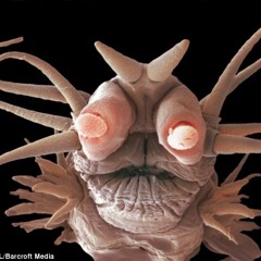 Busy Bee's Flight Thru Time n' Space