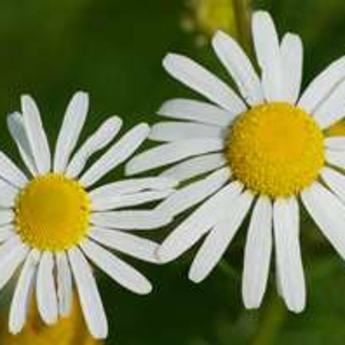 Standing in a Field of Daisies