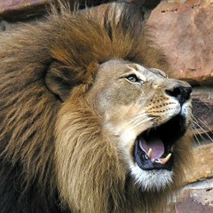 Lion Tribe....Killem