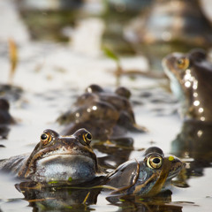 Vår i grodpölen / Spring in the frog pond