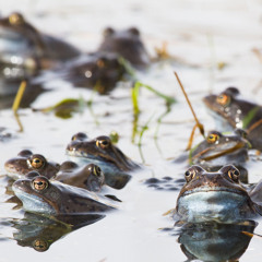 Grodsång under vatten / Frog chorus under water