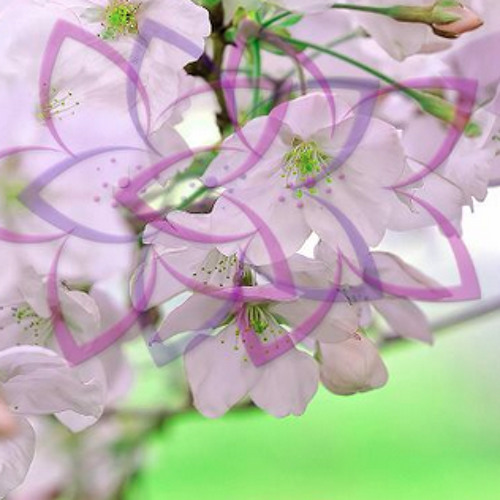 LeafyGreen @ Sakura 3.24.2012