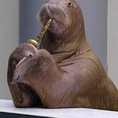 I Am A Walrus And I Play The Saxophone
