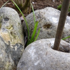 Baaden/Cremer - Das Lebenselixier