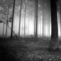 The Sad Forest - Original