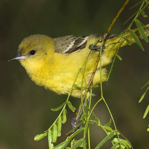 فيروز_طير الوروار