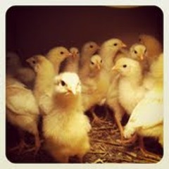 springtime baby chickens