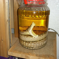 Elizabeth aka Drunk Dub Sanford (habu sake mix)