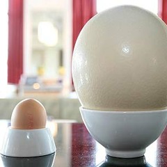 A Big Egg