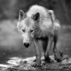 Wolf Pack (Original) Dj Slowhand & Flosha