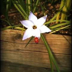 Desperado/Girls Just Wanna Have Fun