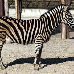 I'm a chrome zebra